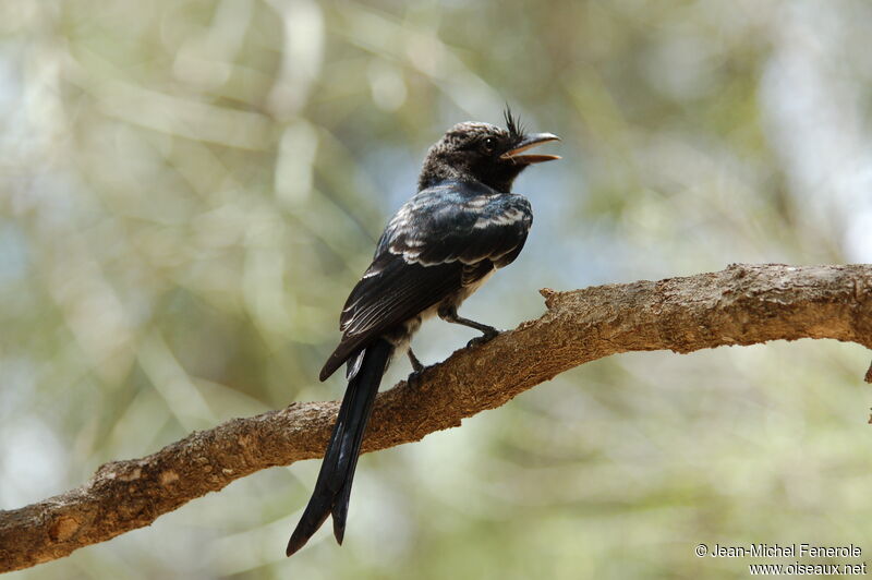 Drongo malgacheimmature