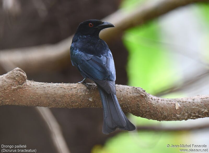 Drongo pailleté