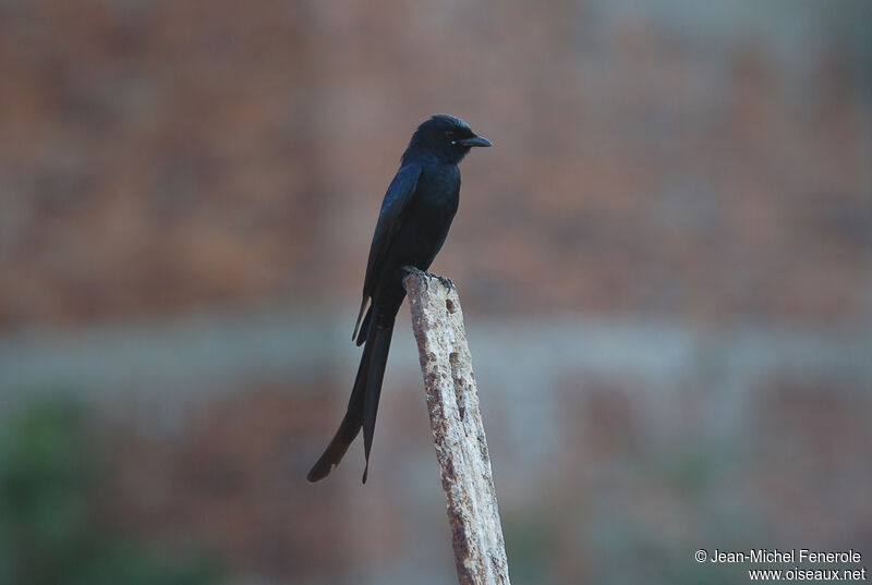 Drongo royal