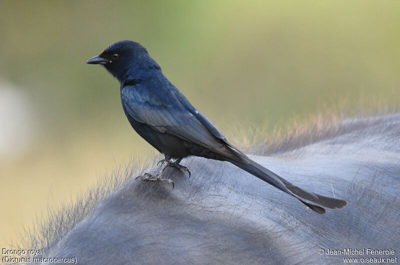 Drongo royal