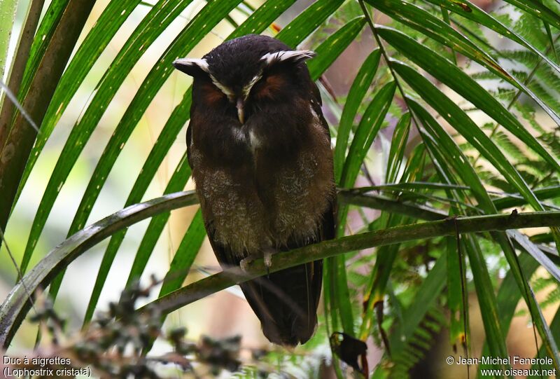 Crested Owl