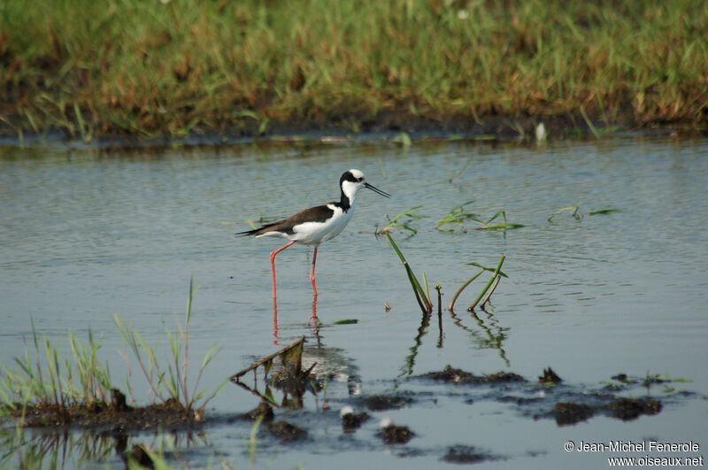 White-backed Stilt