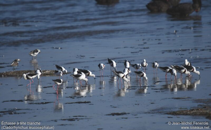 Banded Stilt