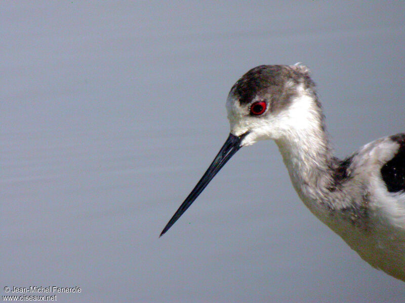 Black-winged Stilt