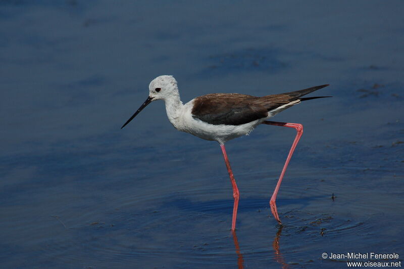 Black-winged Stilt