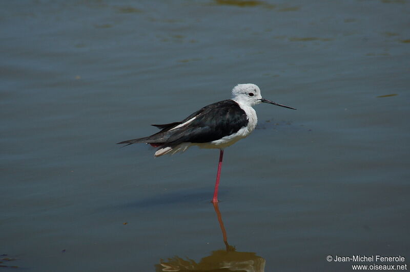 Black-winged Stilt