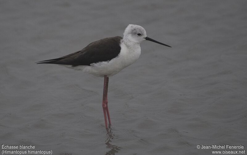 Black-winged Stilt