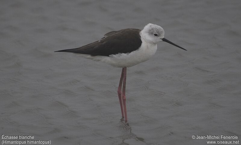 Black-winged Stilt