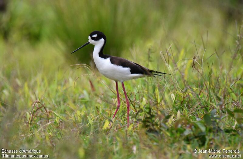 Black-necked Stilt