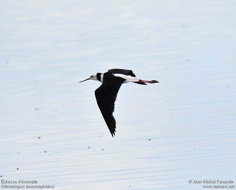 Pied Stilt