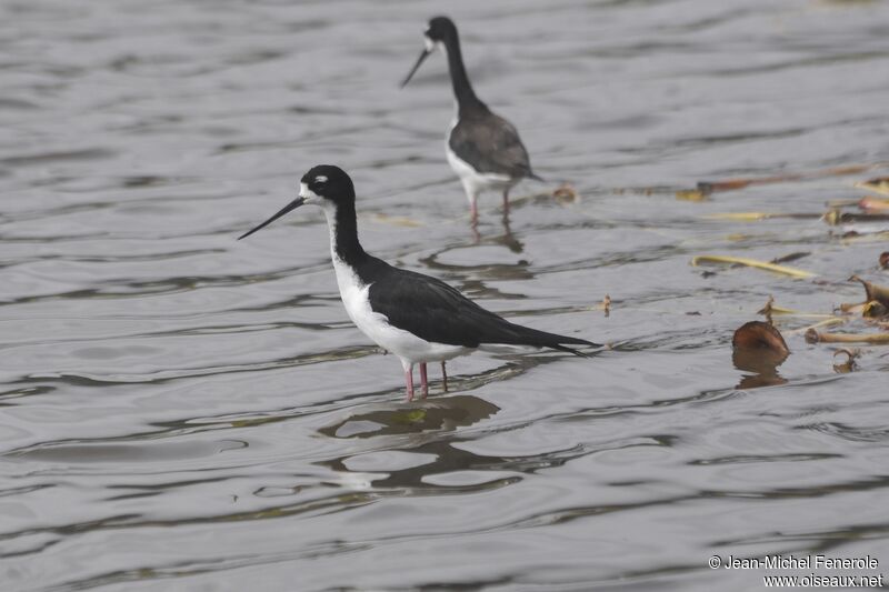 Black-necked Stilt (knudseni)