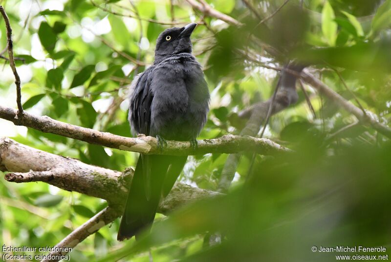 South Melanesian Cuckooshrike