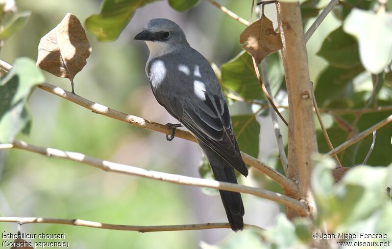 White-bellied Cuckooshrike