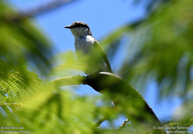 Long-tailed Triller