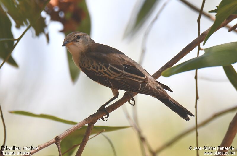 White-winged Triller