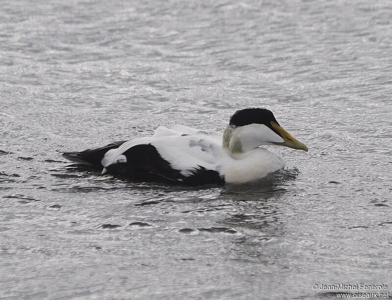 Common Eider