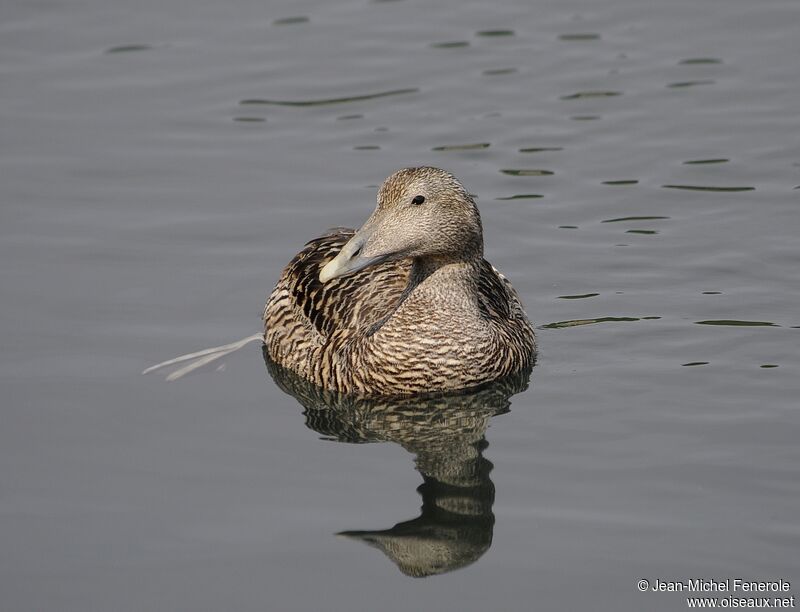 Common Eider