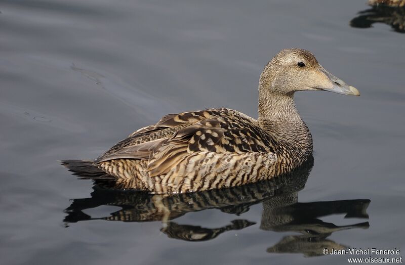 Eider à duvet