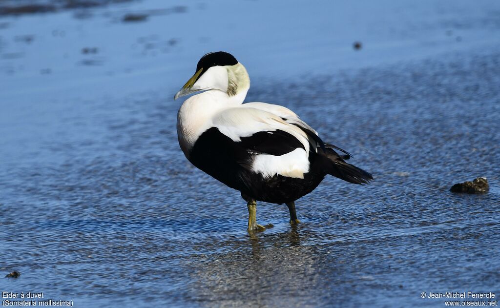 Eider à duvet