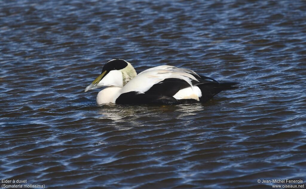Eider à duvet