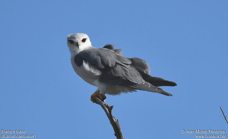 Black-winged Kite