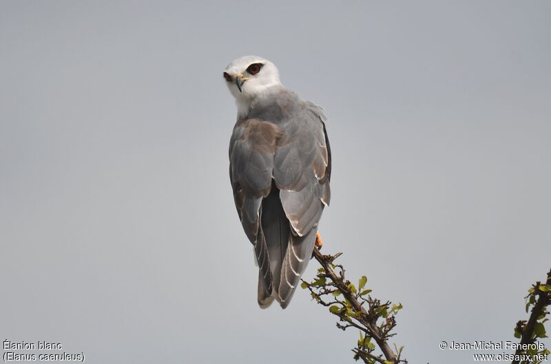 Black-winged Kite