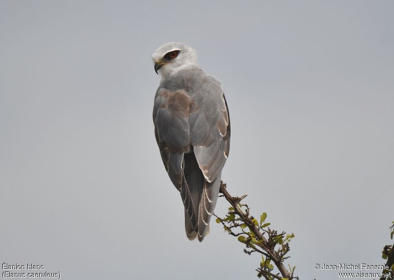 Black-winged Kite