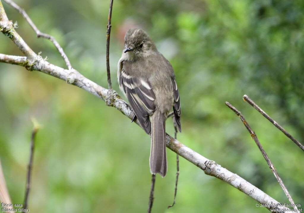 Greater Antillean Elaenia