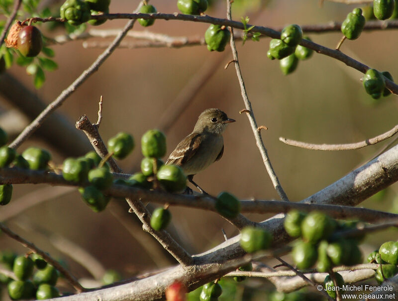 Caribbean Elaenia