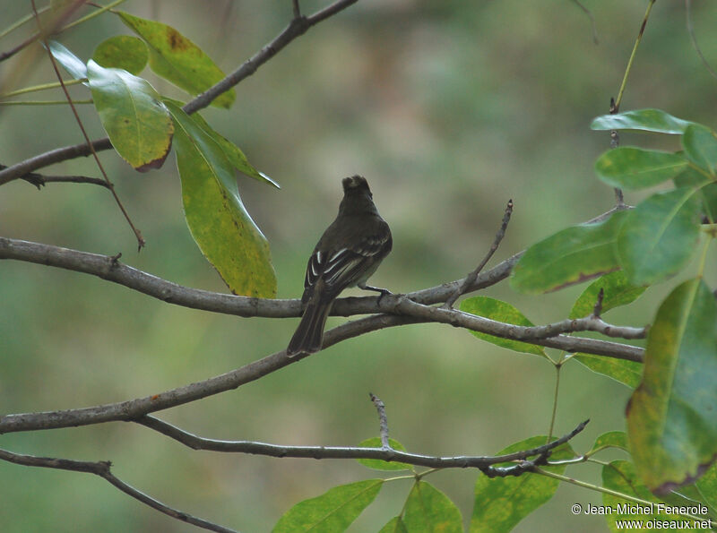 Caribbean Elaenia