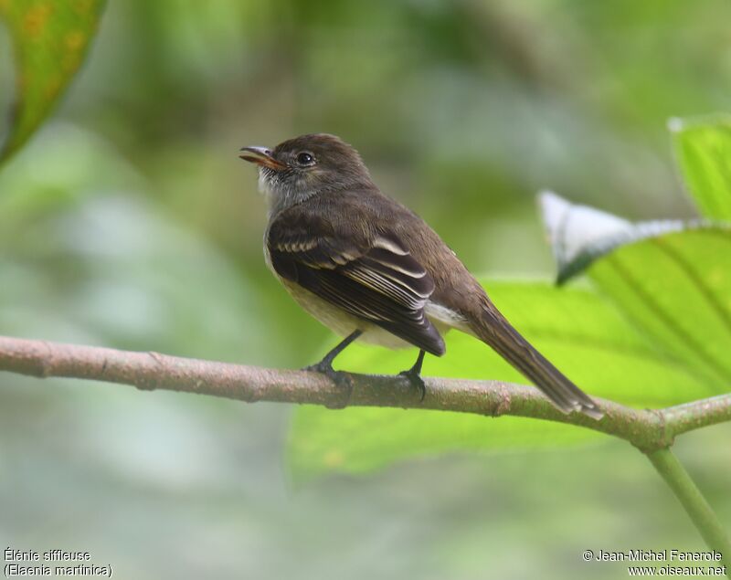 Caribbean Elaenia