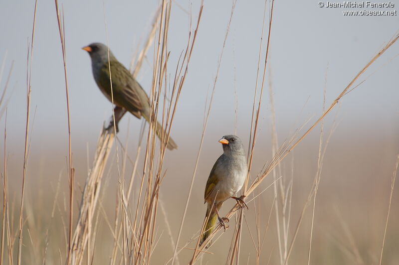 Pampa Finch 