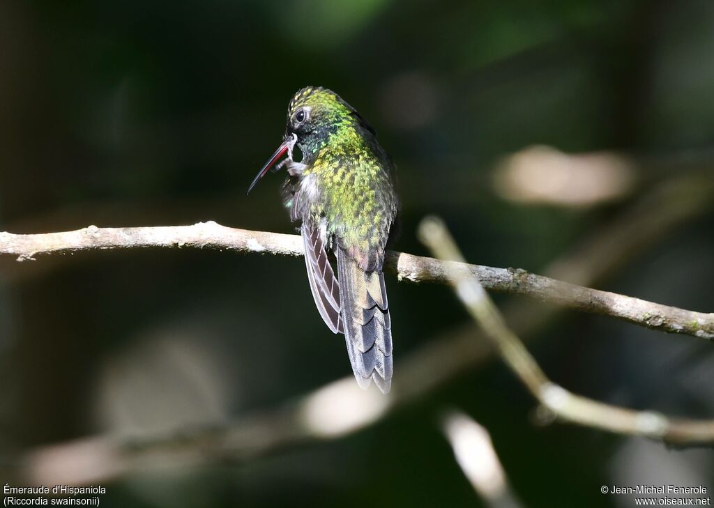Émeraude d'Hispaniola