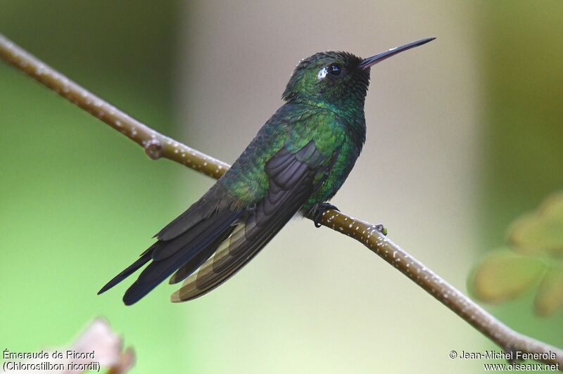 Cuban Emerald