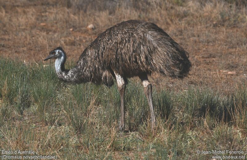 Émeu d'Australie