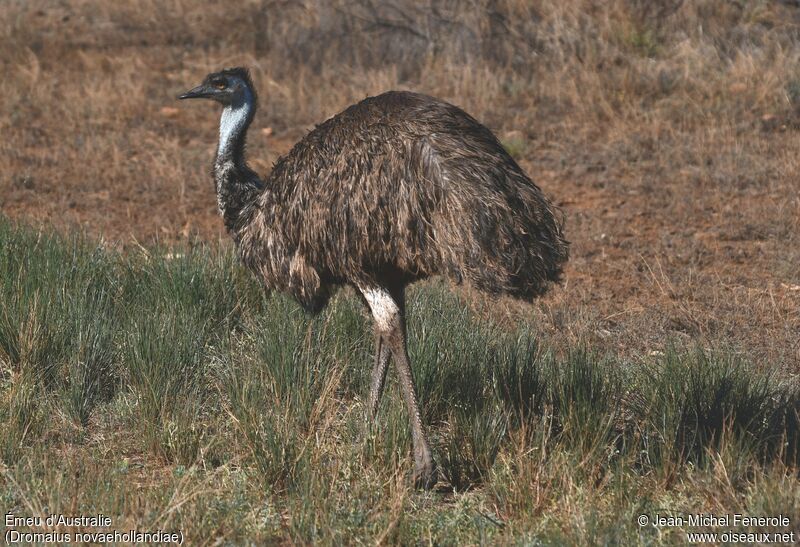 Émeu d'Australie