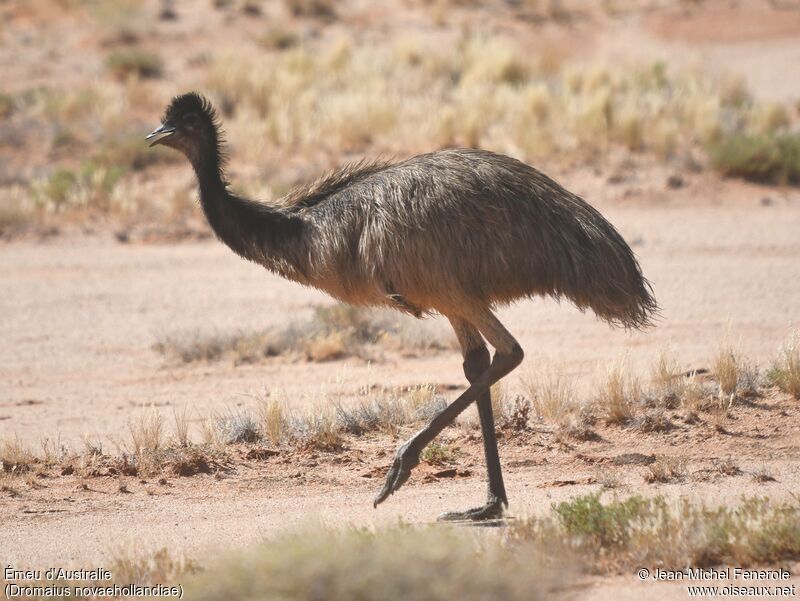 Émeu d'Australiejuvénile