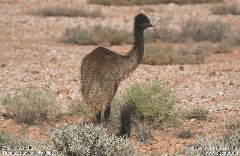 Emujuvenile