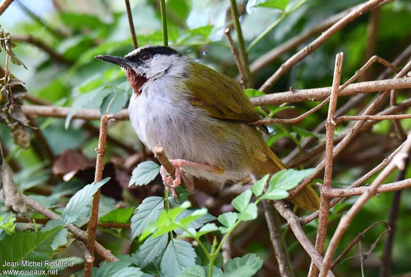 Grey-capped Warbleradult, identification