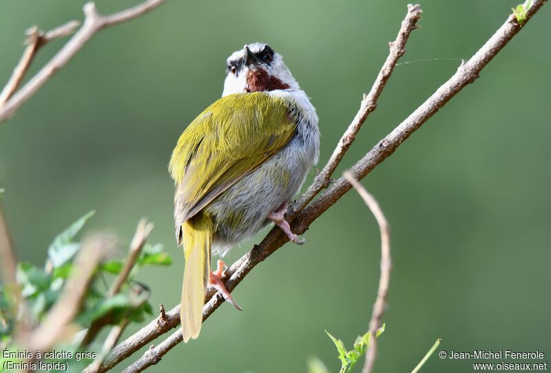 Grey-capped Warbler