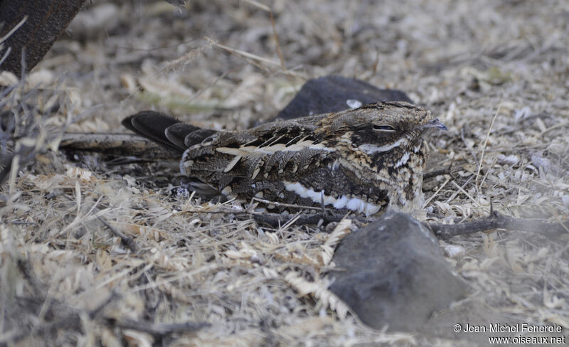 Slender-tailed Nightjar