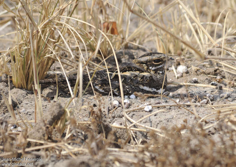 Square-tailed Nightjar female adult, habitat