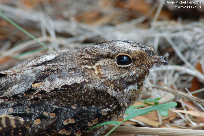 Madagascar Nightjar