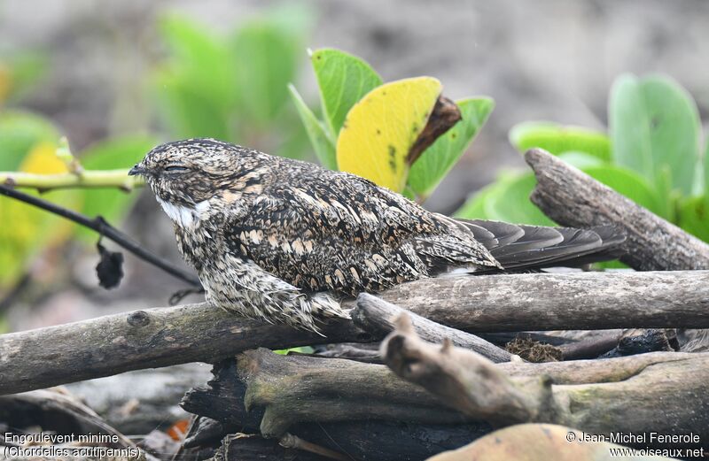 Lesser Nighthawk