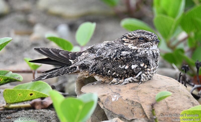 Lesser Nighthawk