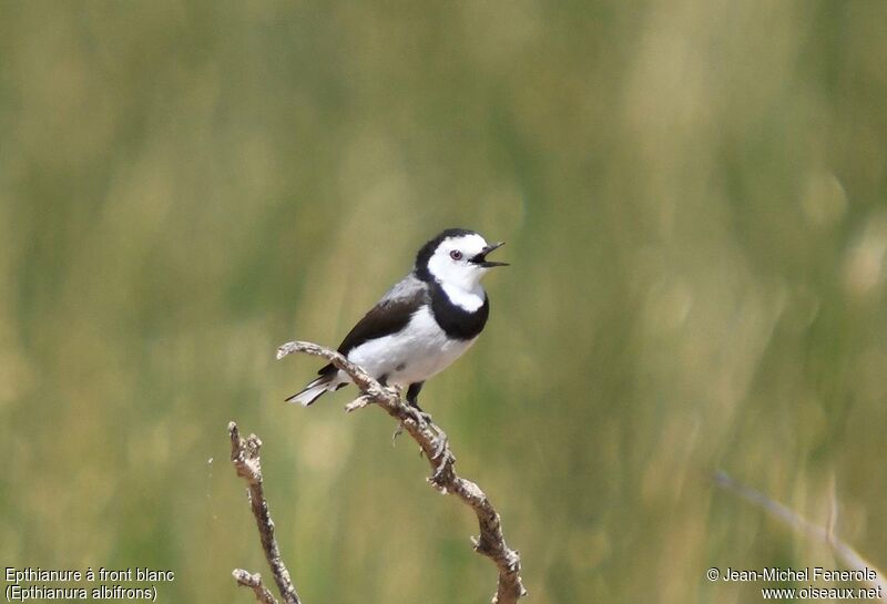 White-fronted Chat male