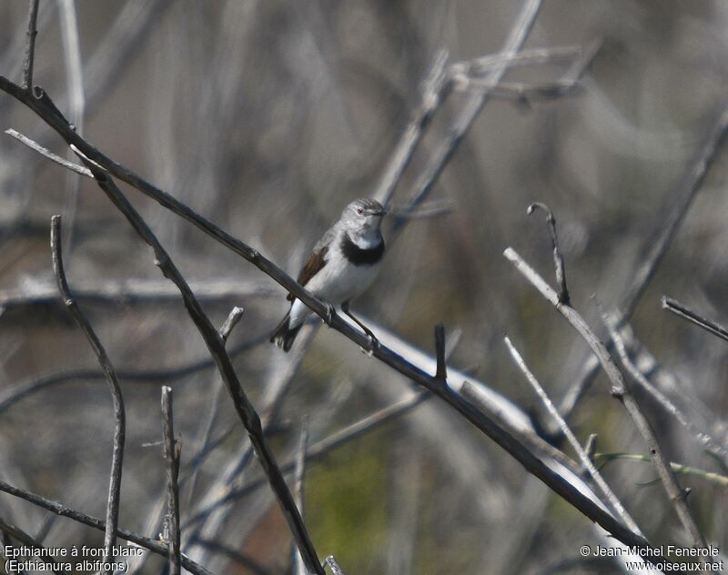 White-fronted Chat female