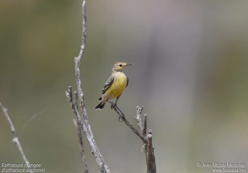 Orange Chat female