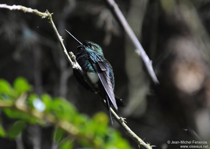 Sapphire-vented Puffleg