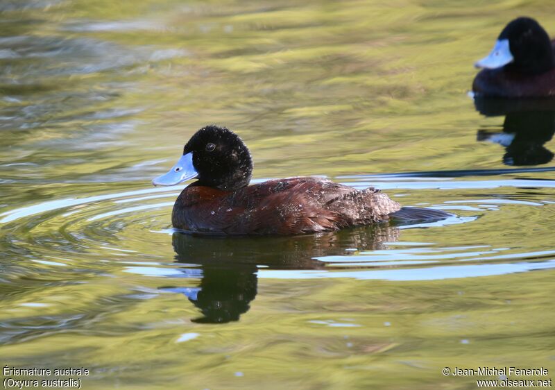 Blue-billed Duck